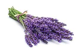 Lavender Bunch