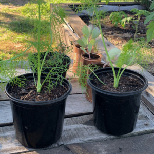 Seedlings | 15cm